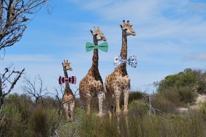 Des scientifiques se mettent d'accord sur la hauteur à laquelle les girafes doivent porter leur noeud papillon