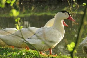 Des canards ont goûté au foie gras : "ok on comprend"